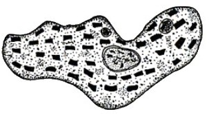Cellula rabdifera